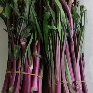 湖北红菜苔