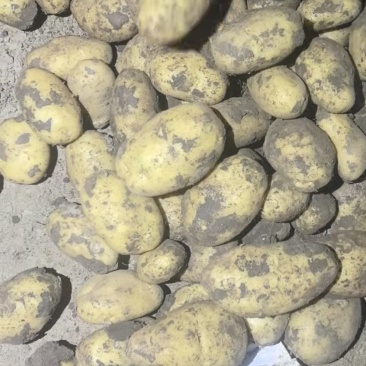 大量采购土豆圆葱各10万吨有真实会员的联系