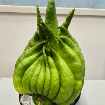 云南高山佛手柑