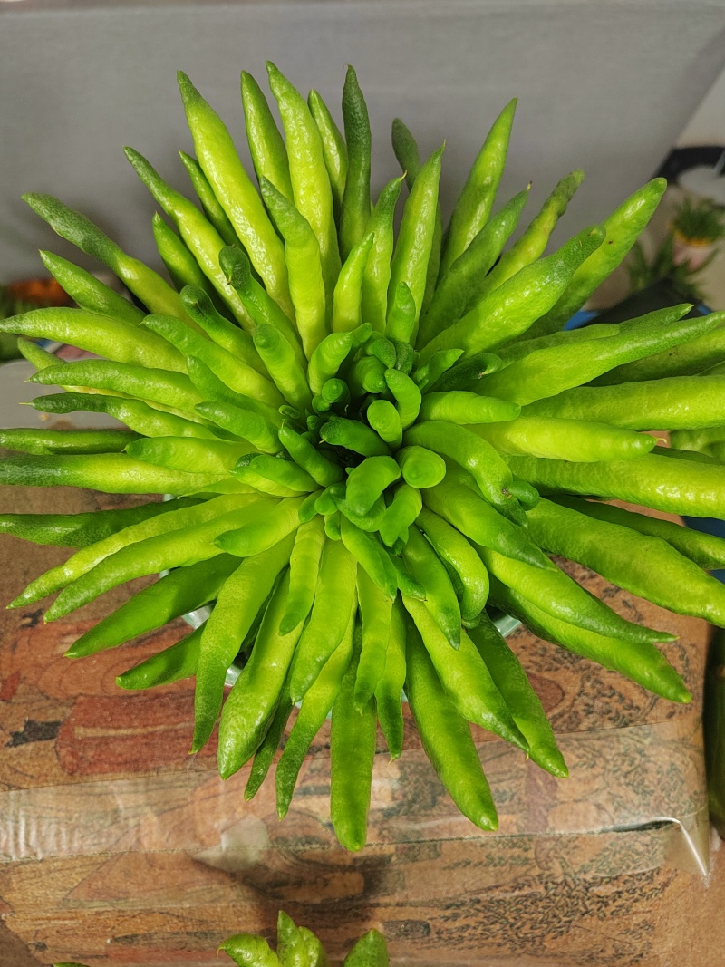 云南高山佛手柑