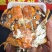 精品花雕熟醉蟹全母，2两，2.5两，3两。