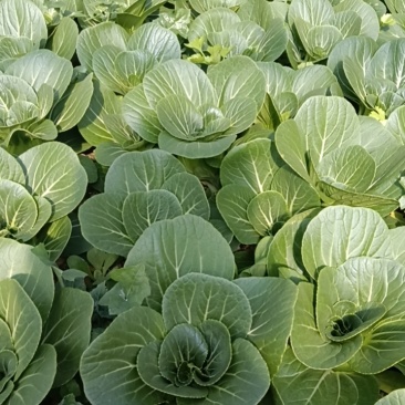 上海青