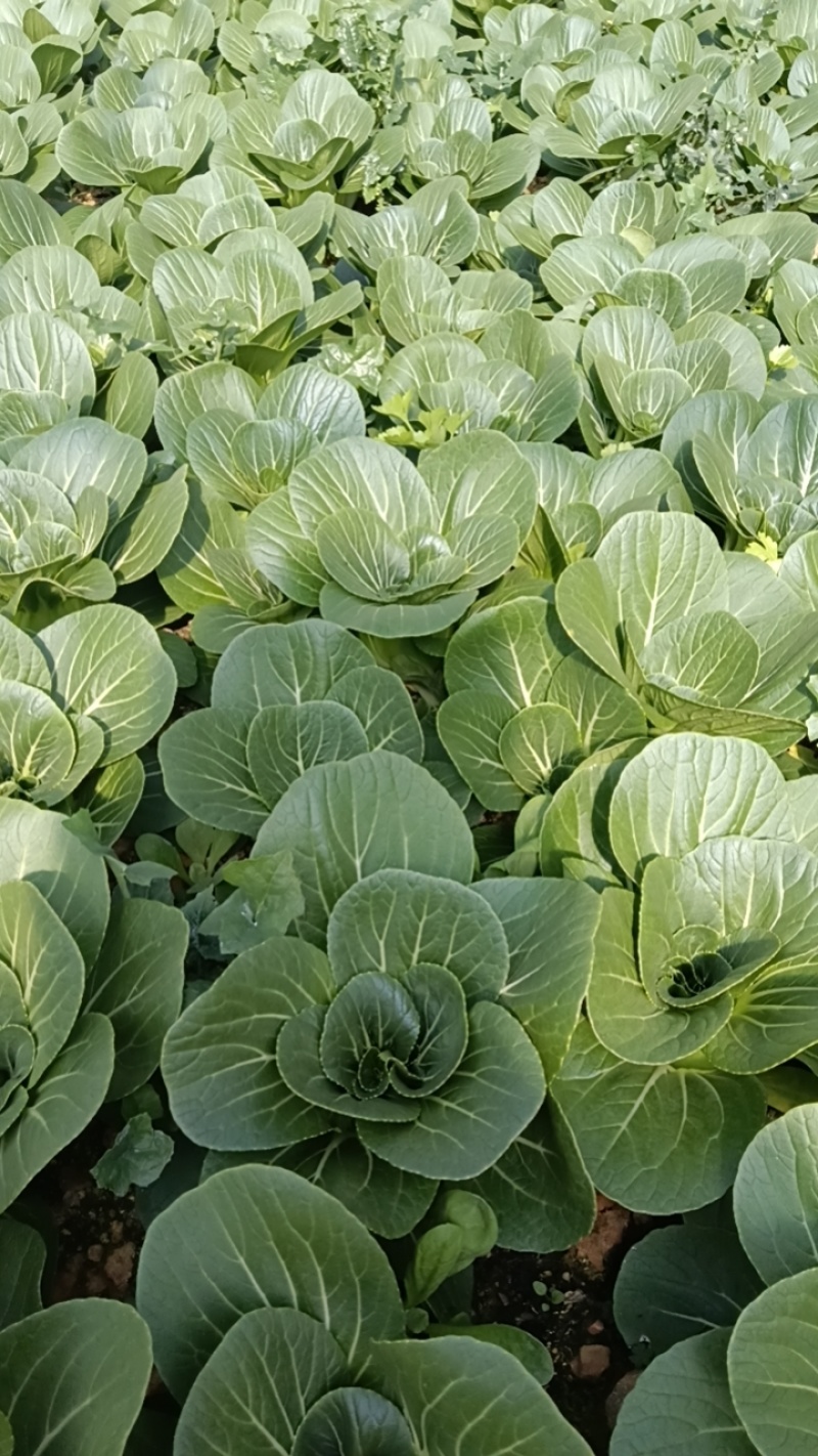 上海青