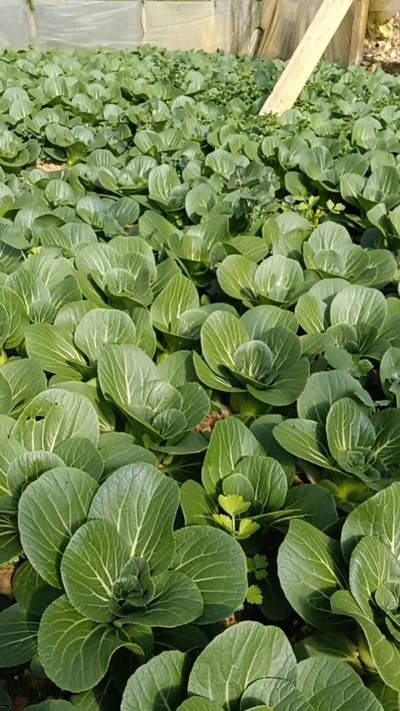 上海青