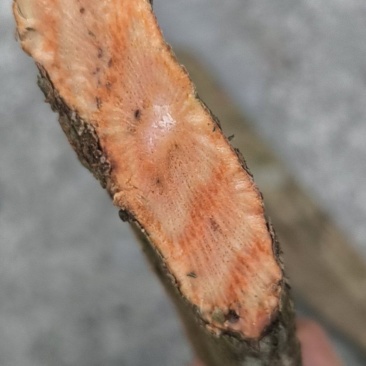 野生扁担滕！有需要联系