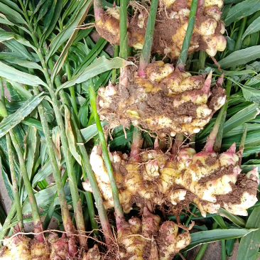 小黄姜