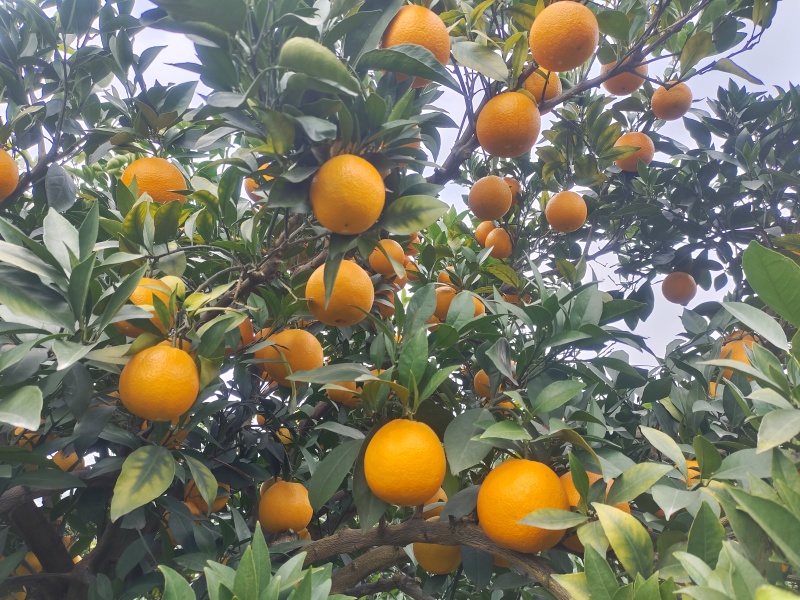 九月黄，黄心橙子！