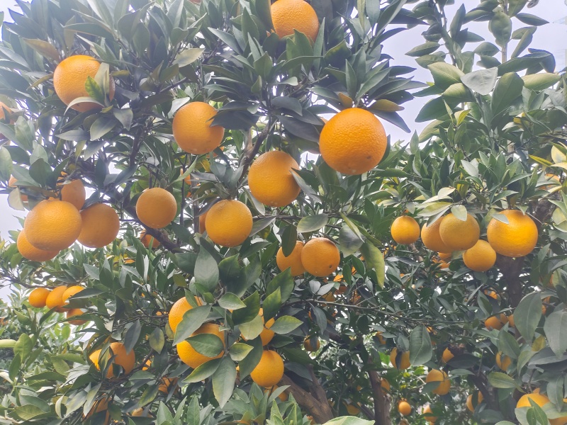 九月黄，黄心橙子！