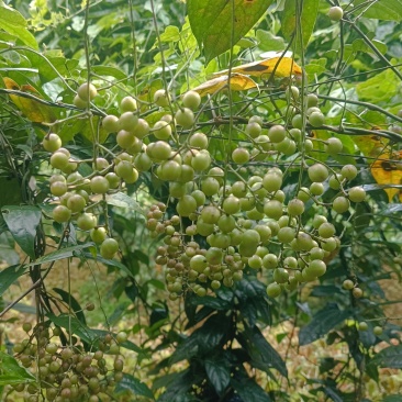 金果榄种子