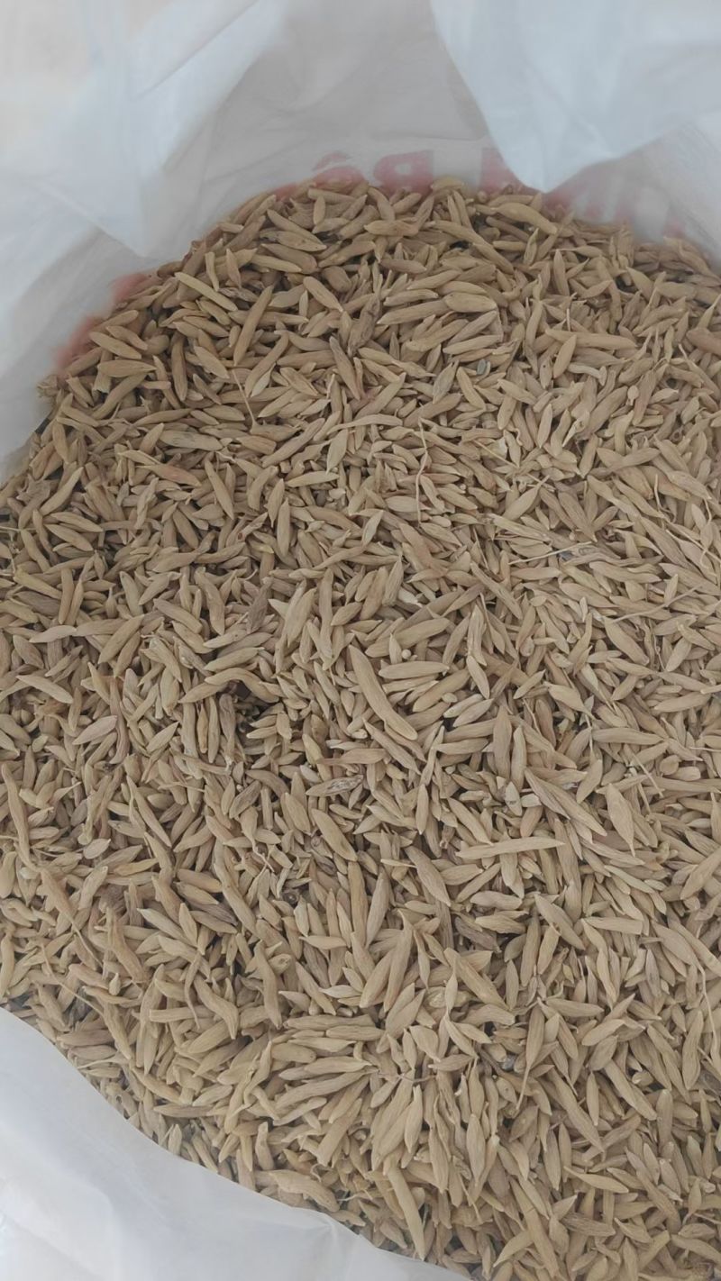精品山麦冬