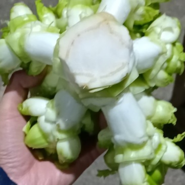 重庆儿莱
