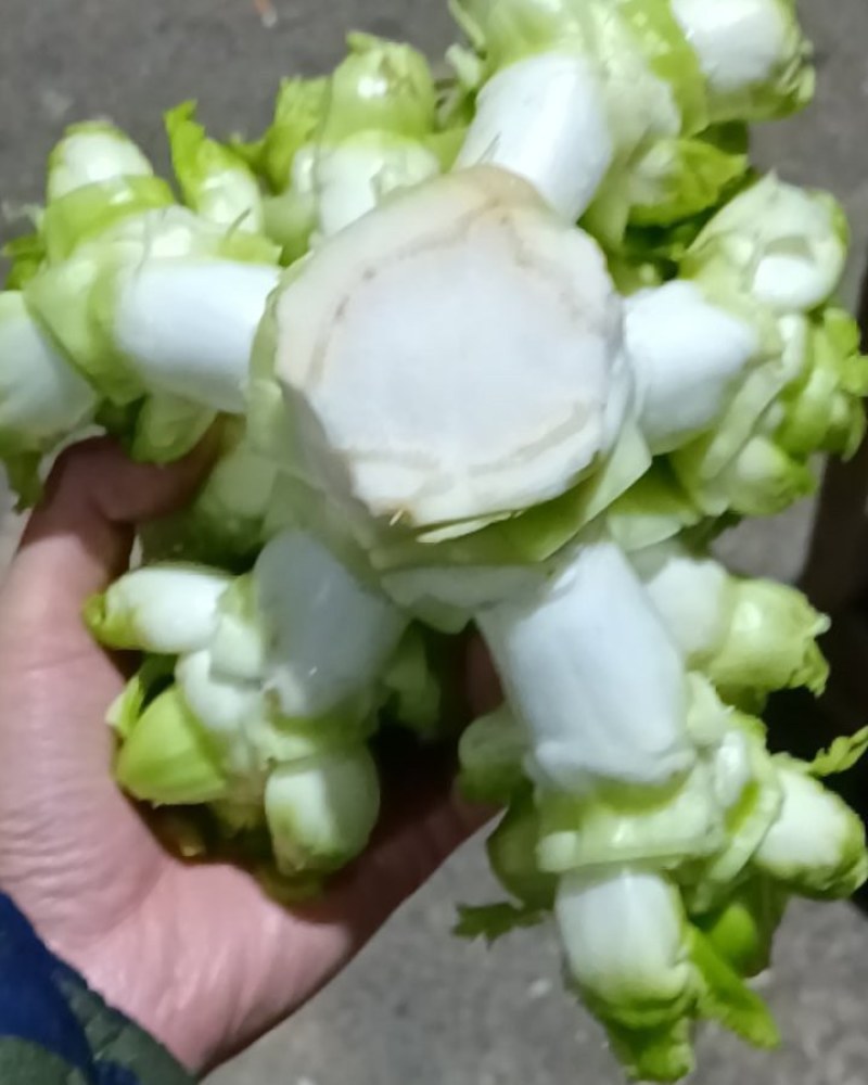 重庆儿莱
