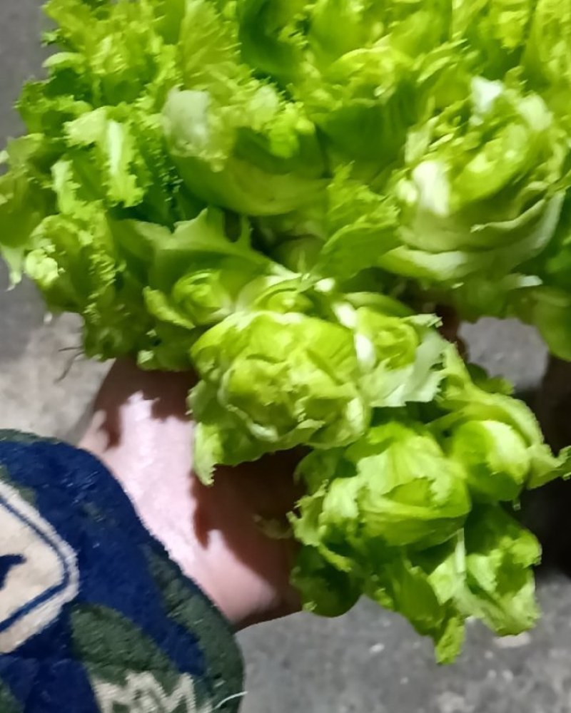 重庆儿莱