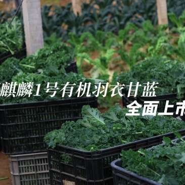 羽衣甘蓝榨汁鲜叶，全年供应大量上市，欢迎采购