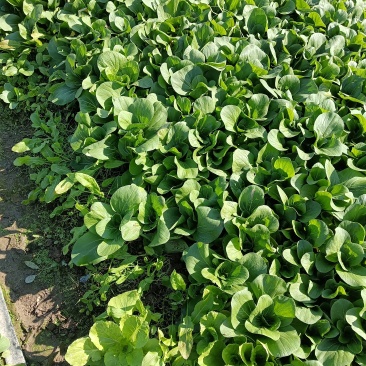 蔬菜🥬🥬🥬🥬甜菜心