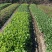 蔬菜🥬🥬🥬🥬甜菜心