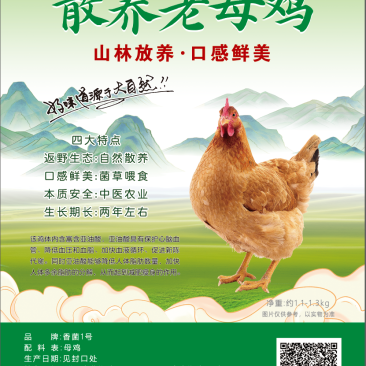 返野生营养生态鸡，可以清水炖鸡汤的散养老母鸡