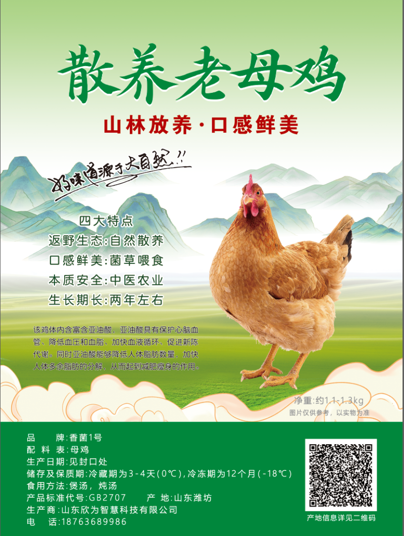 返野生营养生态鸡，可以清水炖鸡汤的散养老母鸡