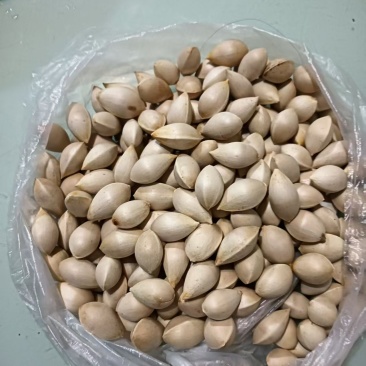 银杏果（白果）