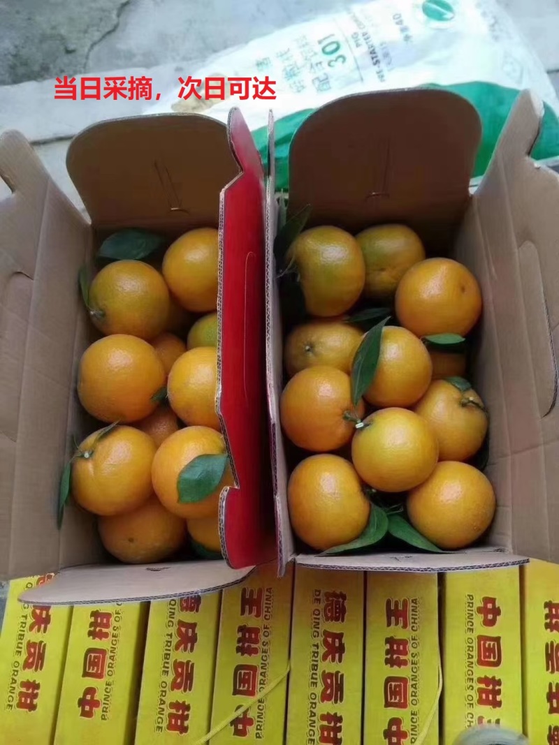 肇庆黄皮皇帝柑，比青皮皇帝柑味道更好吃，欢迎采购商合作！