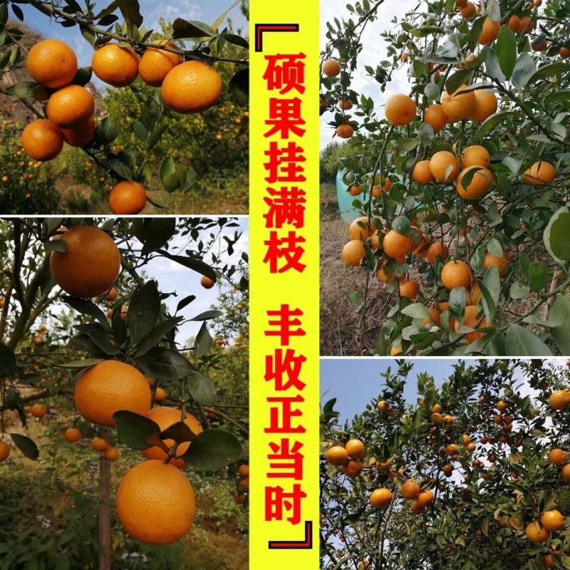 肇庆黄皮皇帝柑，比青皮皇帝柑味道更好吃，欢迎采购商合作！