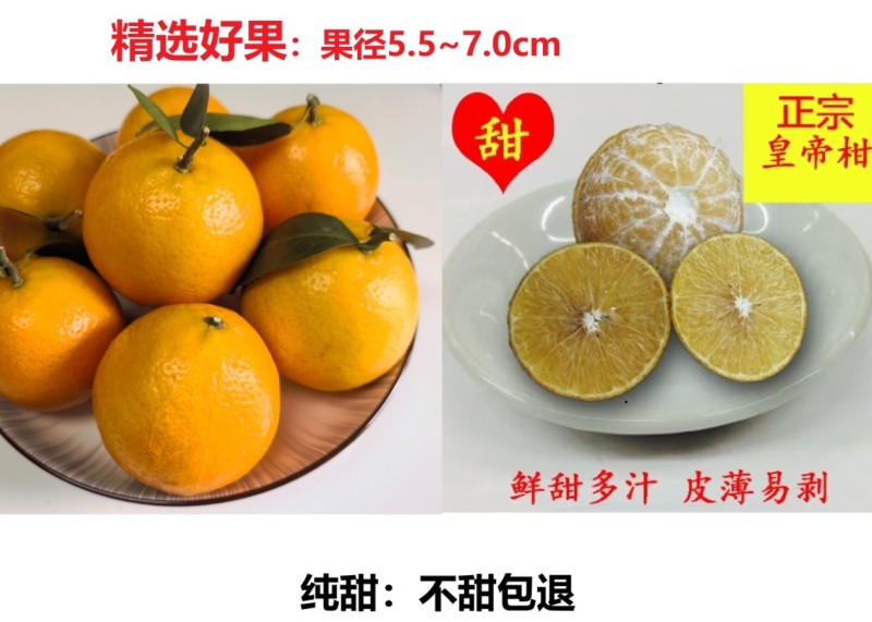 肇庆黄皮皇帝柑，比青皮皇帝柑味道更好吃，欢迎采购商合作！