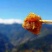 深山里的蜂蜜