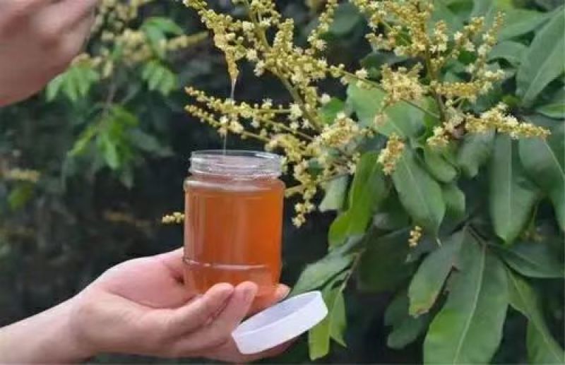 深山里的蜂蜜