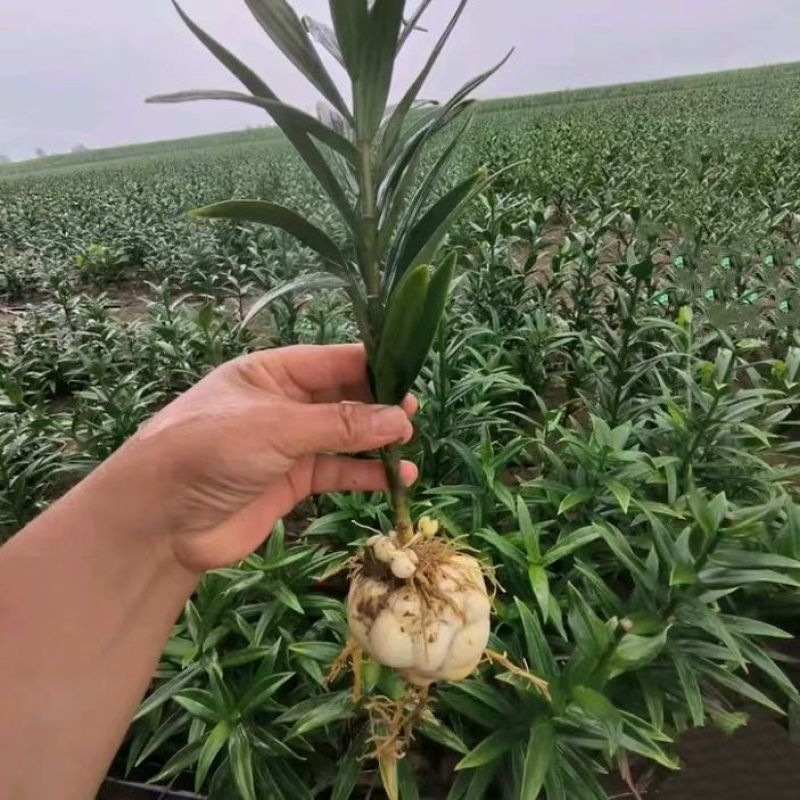 百合