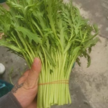 新鲜茼蒿自种茼蒿菜皇帝炒菜蔬菜配菜