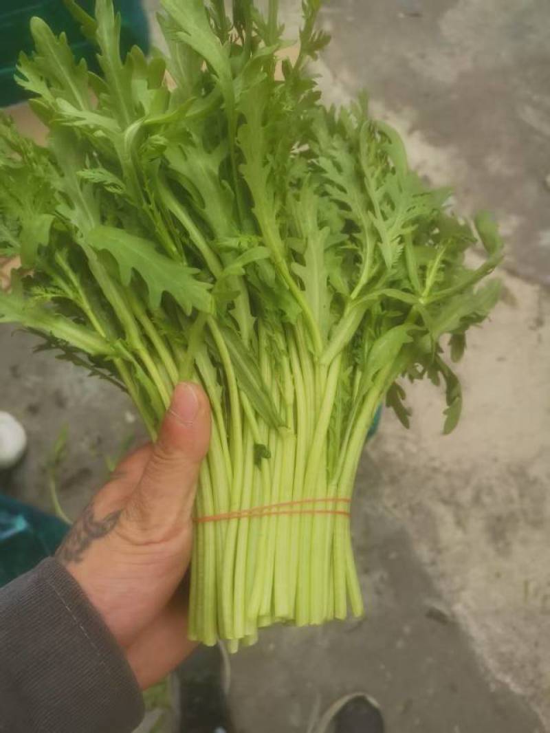 新鲜茼蒿自种茼蒿菜皇帝炒菜蔬菜配菜