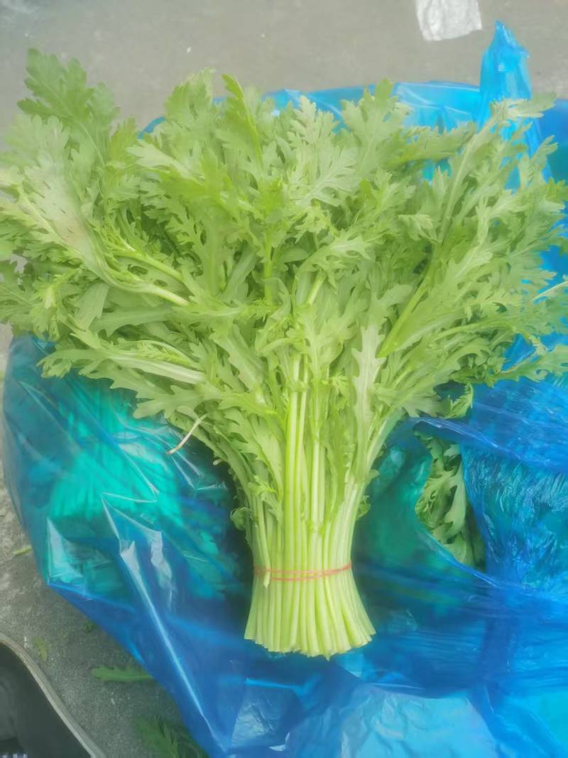 新鲜茼蒿自种茼蒿菜皇帝炒菜蔬菜配菜