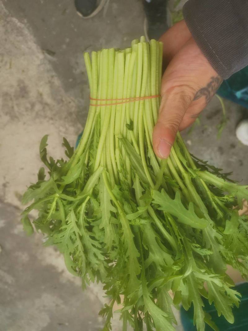 新鲜茼蒿自种茼蒿菜皇帝炒菜蔬菜配菜