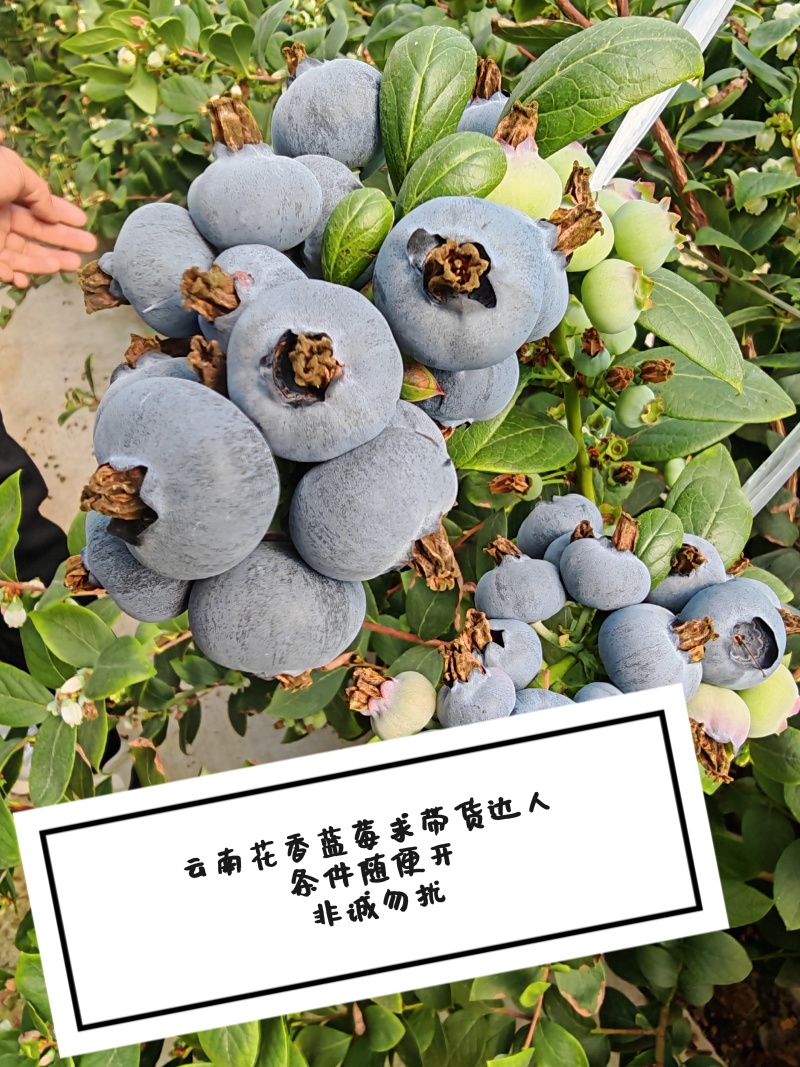 云南花香蓝莓