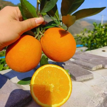 重庆奉节脐橙
