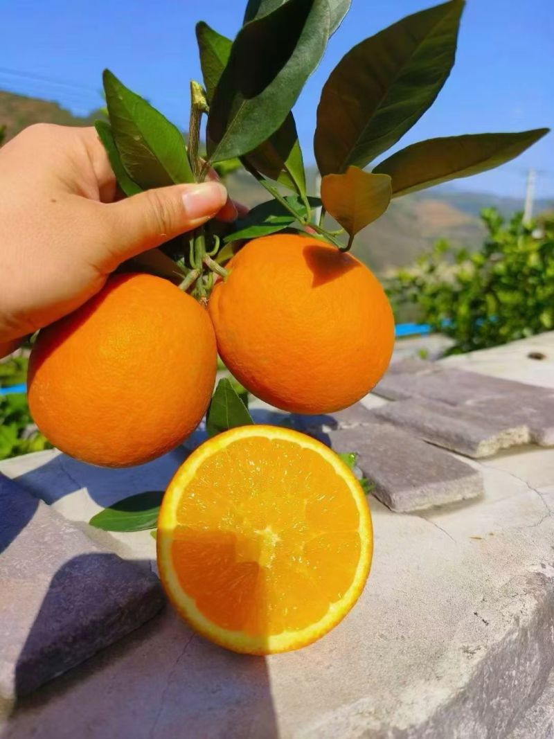 重庆奉节脐橙