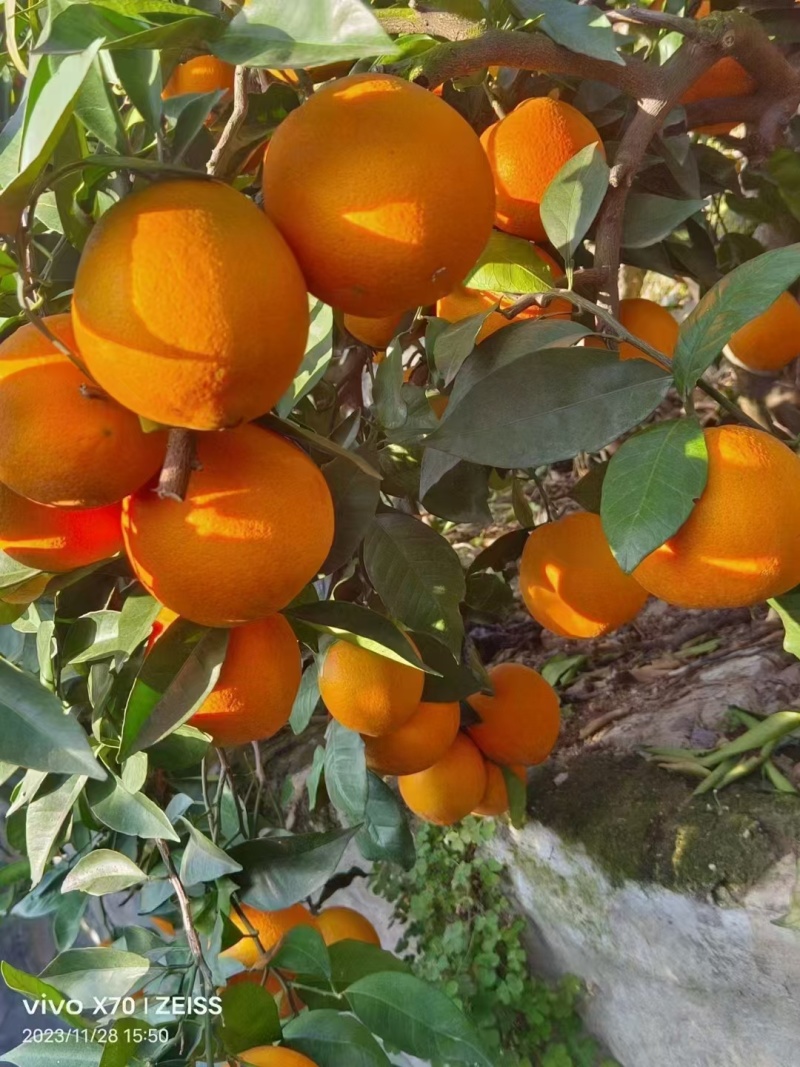 重庆奉节脐橙