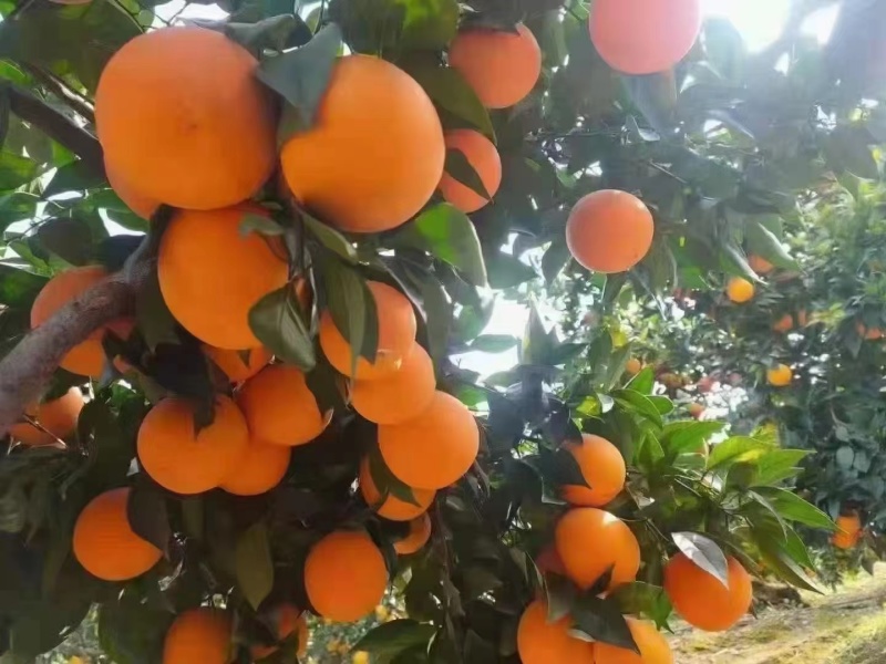 重庆奉节脐橙