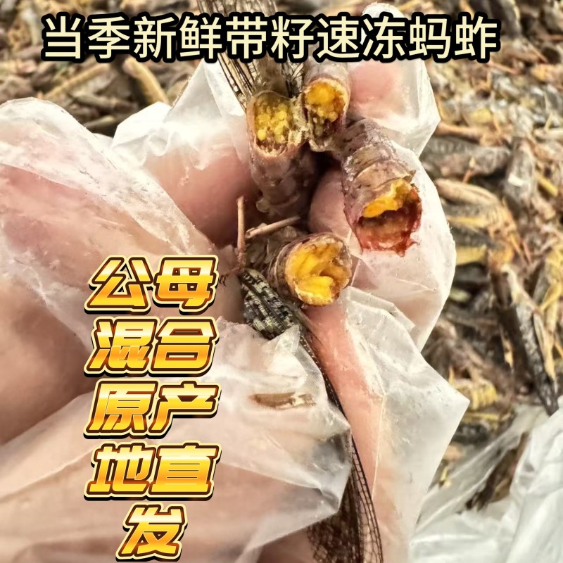 河北石家庄特产自家大鹏养殖蚂蚱