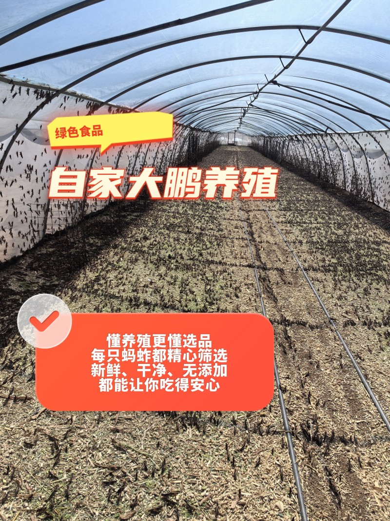 河北石家庄特产自家大鹏养殖蚂蚱