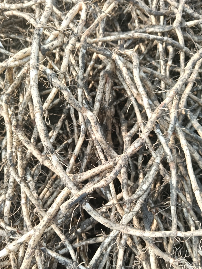 泥巴杂耳根售卖
