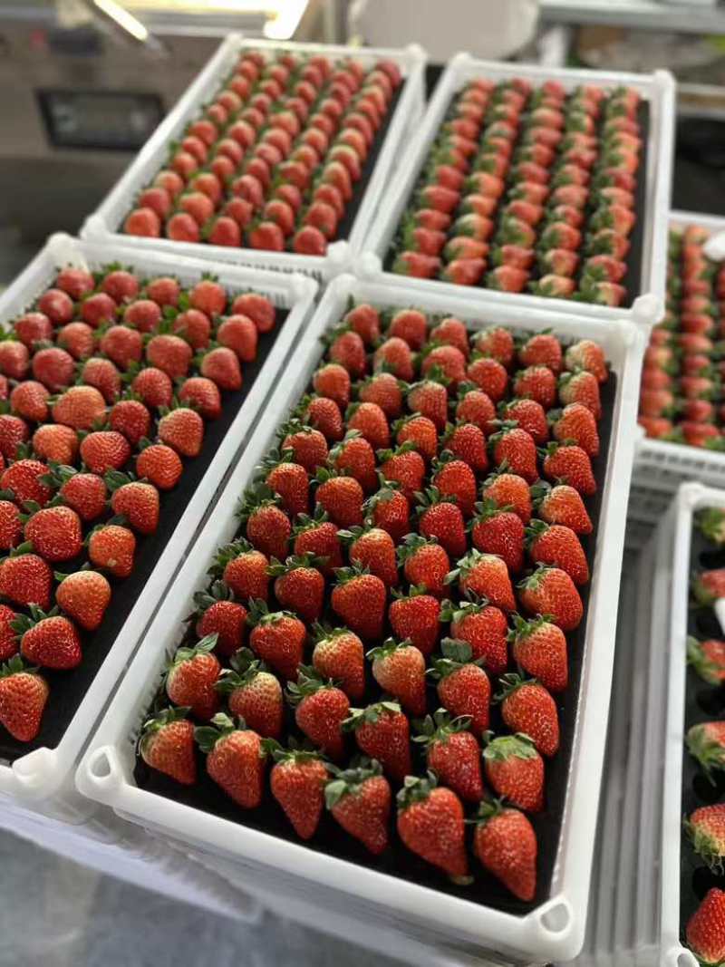 安徽长丰县红颜奶油草莓大量上市，商超货/电商货大量供应