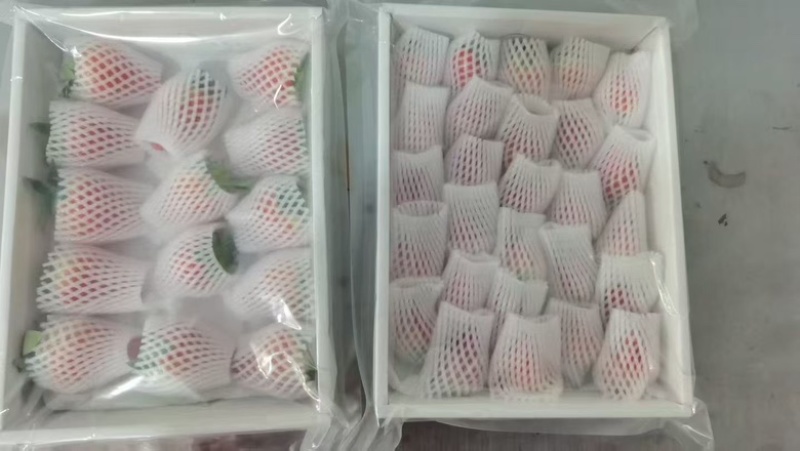 安徽长丰县红颜奶油草莓大量上市，商超货/电商货大量供应