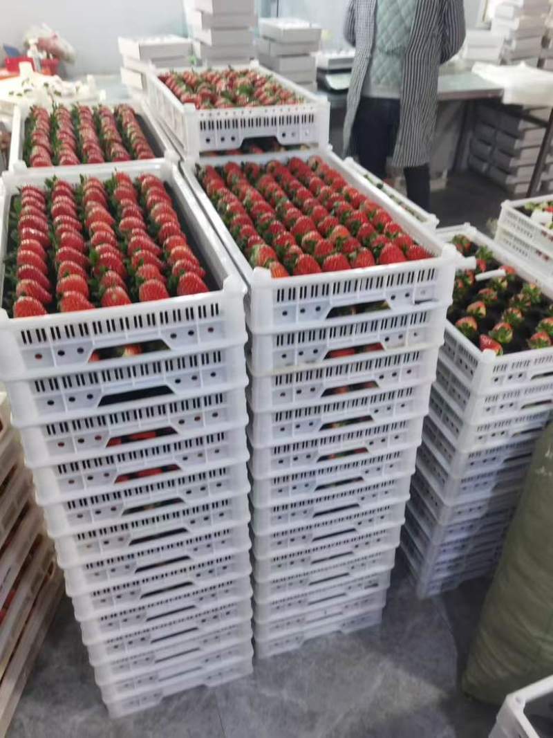 安徽长丰县红颜奶油草莓大量上市，商超货/电商货大量供应