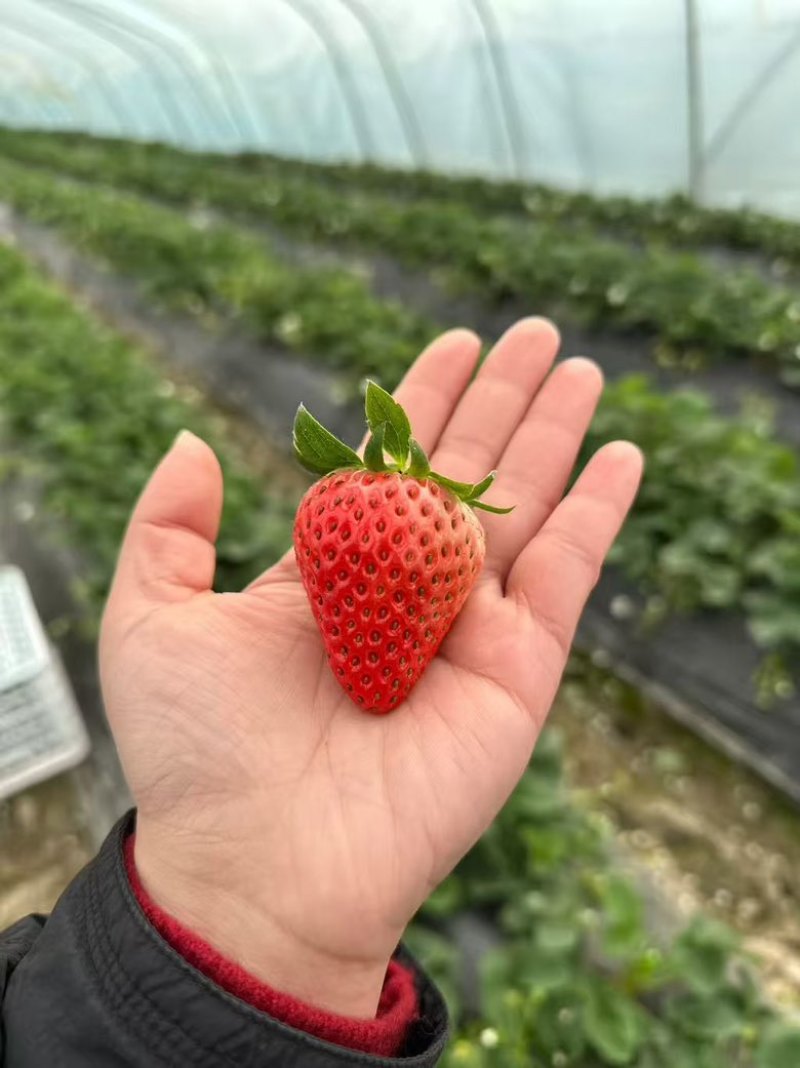 安徽长丰县红颜奶油草莓大量上市，商超货/电商货大量供应
