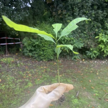 野生无患子树苗，要多少有多少，可视频看货500颗起卖，