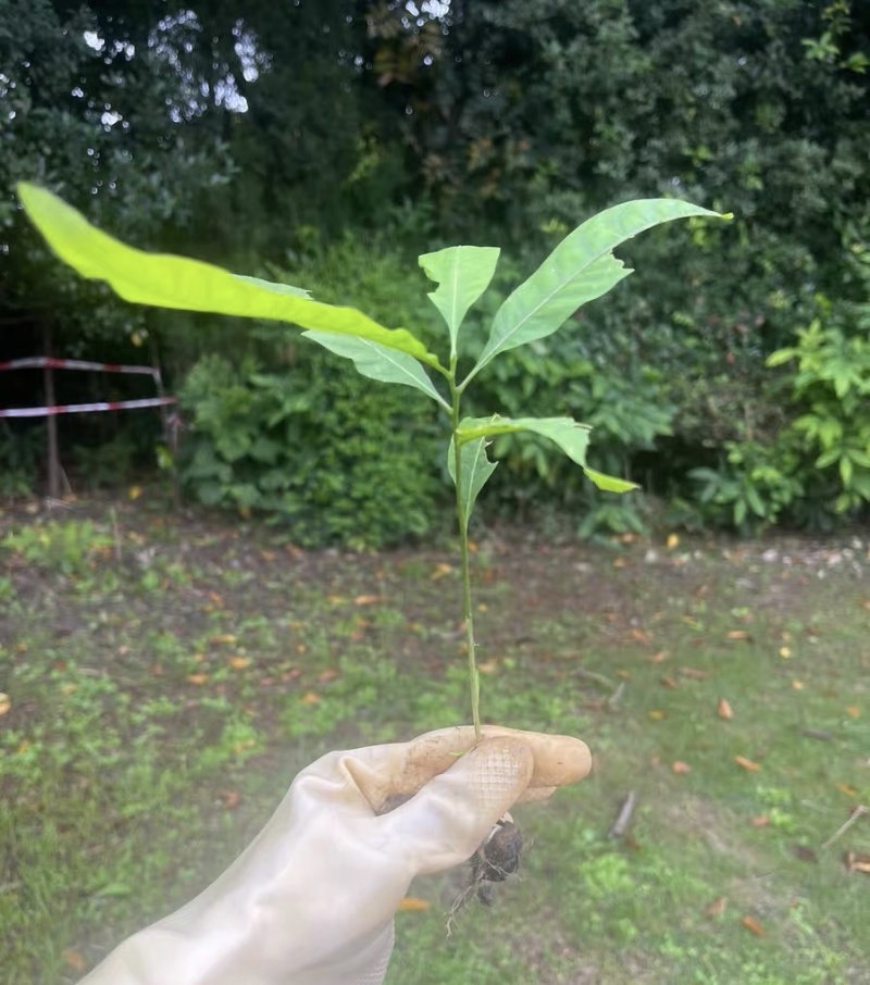 野生无患子树苗，要多少有多少，可视频看货500颗起卖，