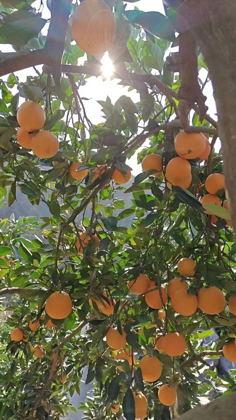 湖南麻陽冰糖柑