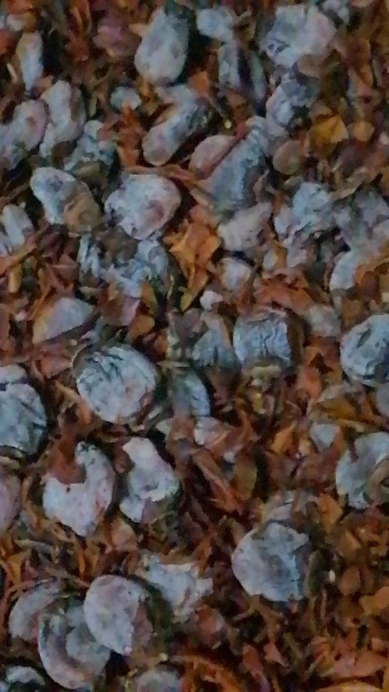 上霜手工柿饼