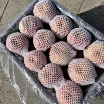 寒富苹果，筐装大果和箱装小果都有，量大，物美价廉